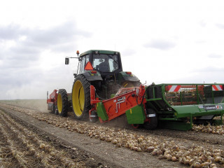 HOLARAS UR rendrerakó hagymára, céklára, édesburgonyára/batátára